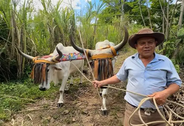 El campesino de Puriscal que aprendió boyeo de su abuelo y hoy le agradece a San Isidro con trabajo