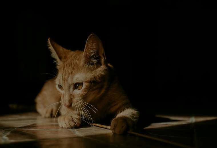Hantavirus, leptospirosis y otras bacterias: enfermedades a las que lo expone su mascota