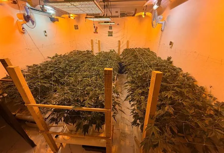 Intervienen laboratorio clandestino de marihuana que operaba en una casa en Alajuela