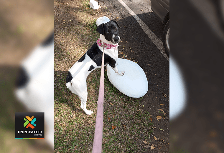 Adopte a una amiga fiel: ‘Amira’
