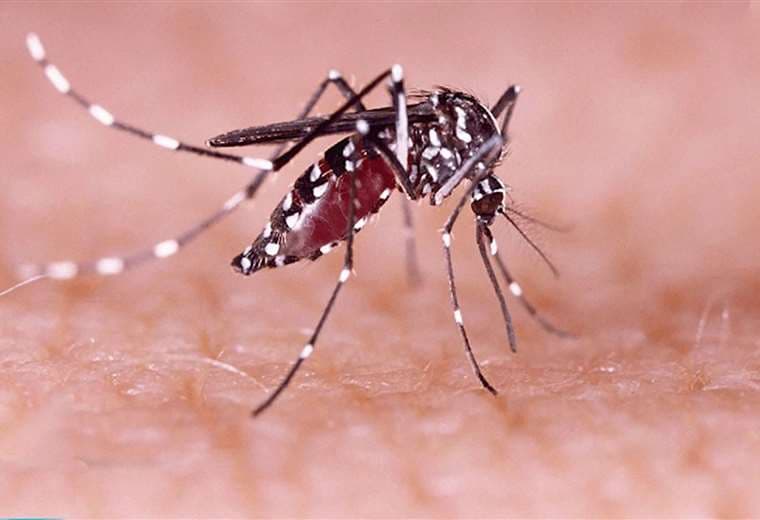 Dengue al alza: Todo lo que necesita saber para prevenirlo