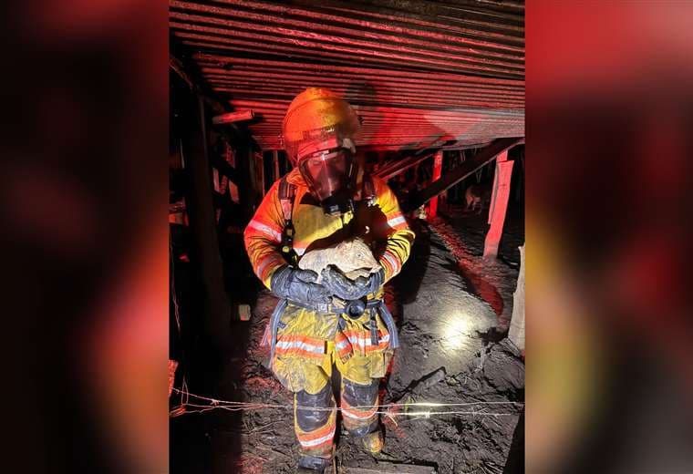 Bomberos rescataron a 22 cerditos/Cuerpo de Bomberos