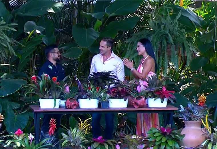 Bromelias: una planta resistente que es ideal para interiores y exteriores