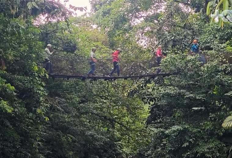 Lo que se ve desde la copa de los árboles en este bosque lluvioso costarricense no tiene comparación
