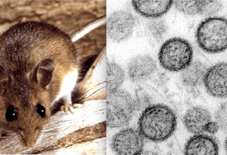 ¿Qué es el hantavirus, la rara enfermedad que ya causó tres muertes en un crucero en el Atlántico?