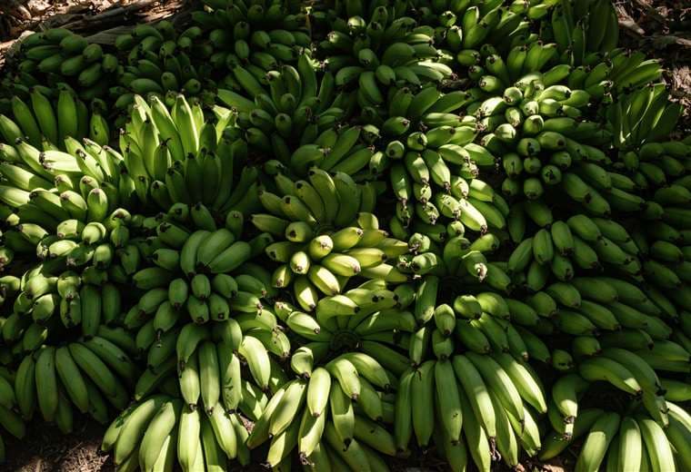 Cortesía Fresh Del Monte