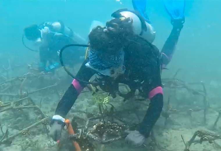 En este "hotel cinco estrellas" del Pacífico los corales crecen cuatro veces más rápido