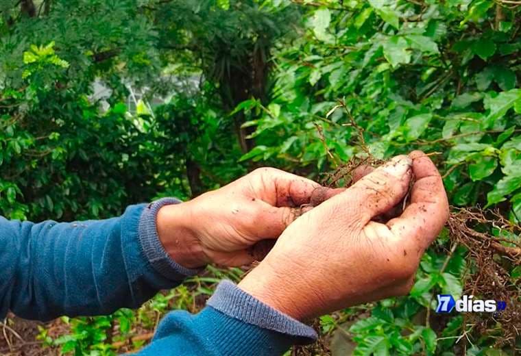 Biotecnología contra la plaga