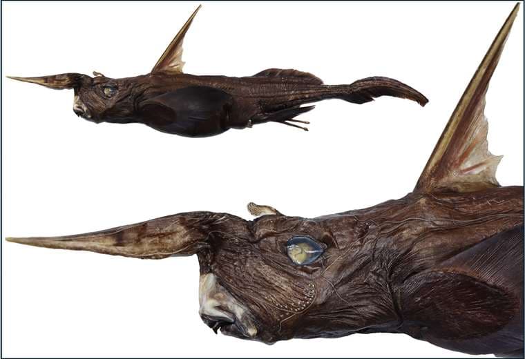 Nueva especie de "tiburón fantasma" hallada en las profundidades del pacífico tico.