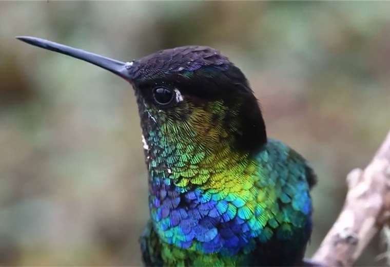 Polinizadores: héroes silenciosos que sostienen la biodiversidad y nuestra alimentación