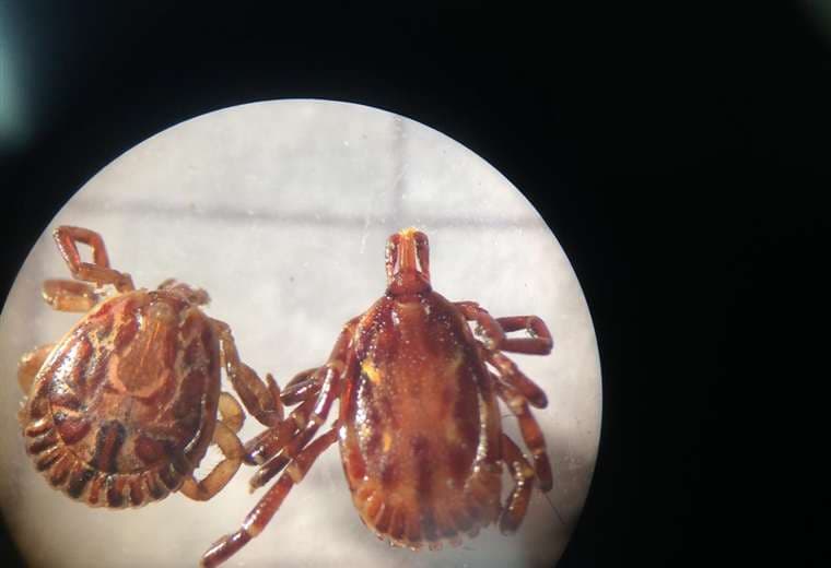 Crédito: Entomología Médica, Facultad de Microbiología, UCR.