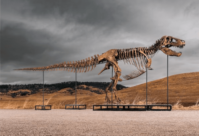 Presentan antes de su subasta en Nueva York a "Gus", el tiranosaurio más completo del mundo