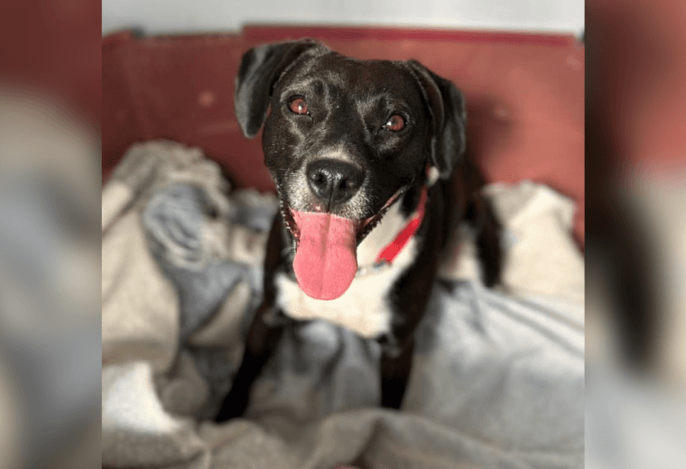Adopte a una amiga fiel: 'Dana'