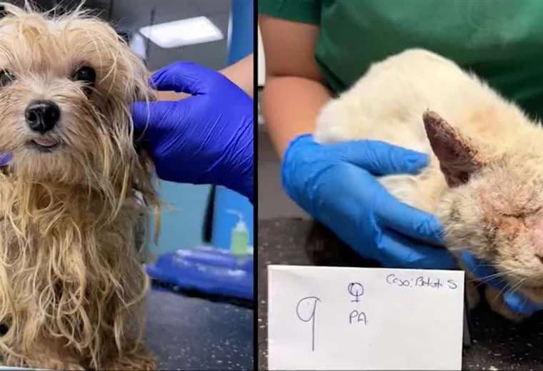 Proyecto busca llevar bienestar animal a escuelas y colegios
