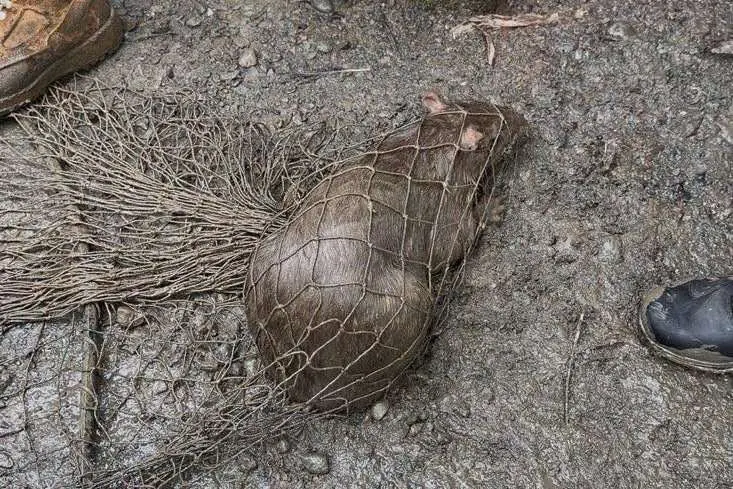 Guatusas y huevos de tortuga decomisados/Ministerio Público