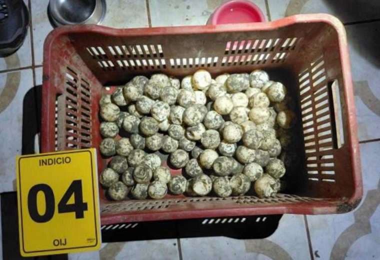 Guatusas y huevos de tortuga decomisados/Ministerio Público