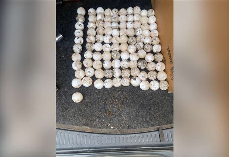 Tres personas caen con más de 100 huevos de tortuga lora en Ostional/MINAE