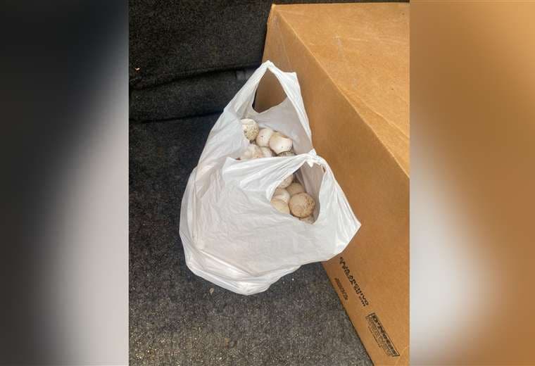 Tres personas caen con más de 100 huevos de tortuga lora en Ostional/MINAE