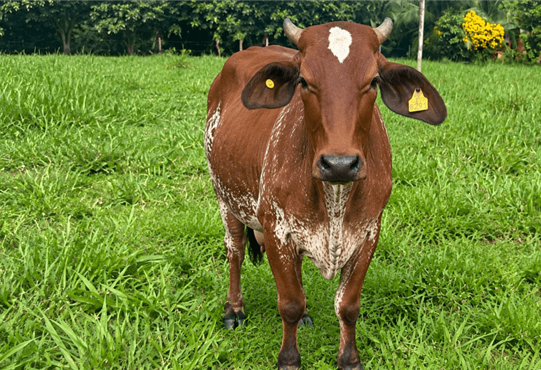 Rabia paralítica bovina/Prensa Senasa