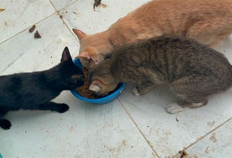 Senasa brinda atención a gatos vinculados al detenido por ataque la médica veterinaria
