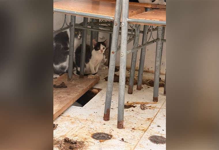 Senasa brinda atención a gatos vinculados al detenido por ataque la médica veterinaria