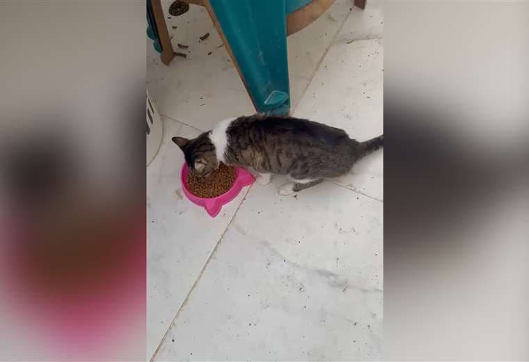 Senasa brinda atención a gatos vinculados al detenido por ataque la médica veterinaria