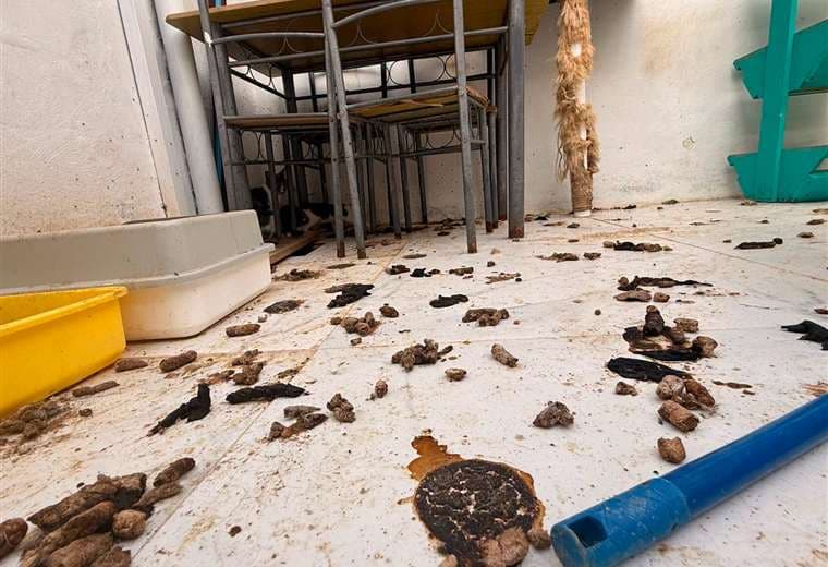 Senasa brinda atención a gatos vinculados al detenido por ataque la médica veterinaria