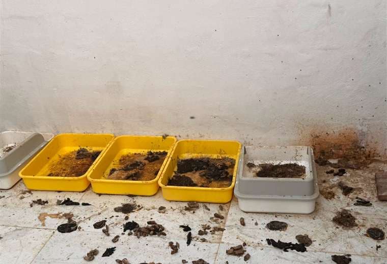 Senasa brinda atención a gatos vinculados al detenido por ataque la médica veterinaria