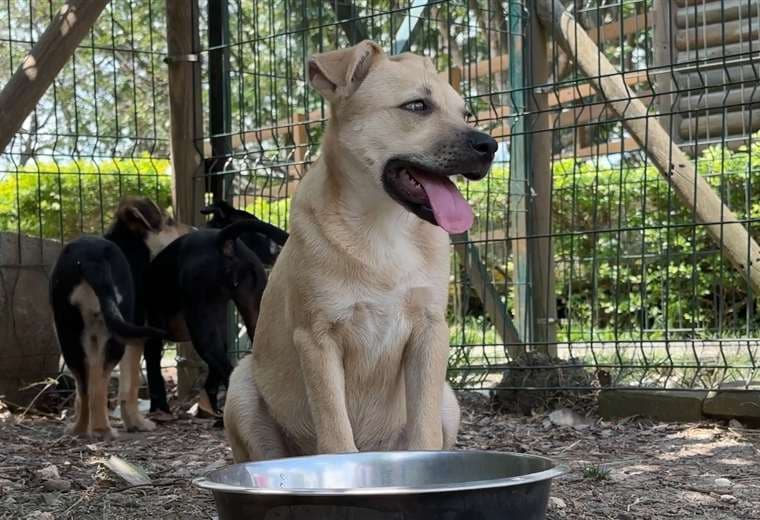 El centro de Cartago que busca darles una segunda oportunidad a los perros de la calle