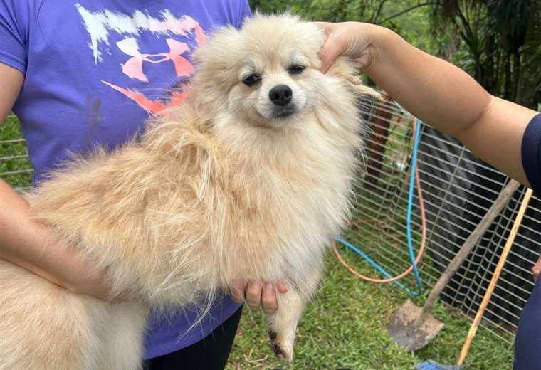 Senasa interviene sitio clandestino de crianza de animales en Alajuela/Senasa